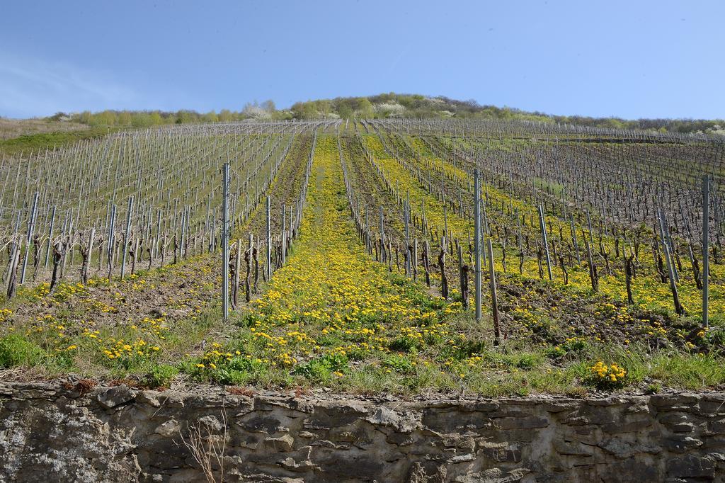 Weingut Rosenbaum Apartment Briedel Exterior photo